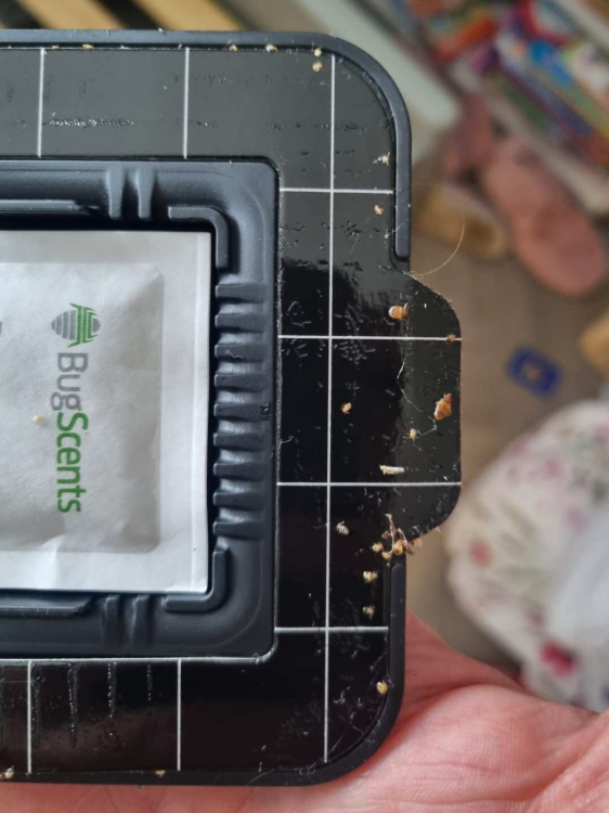 bugscents-sentry-lepova-past-na-stenice-s-feromon-1